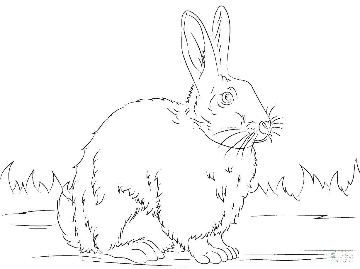Coloring Bunny. Category Animals. Tags:  animals, rabbit.