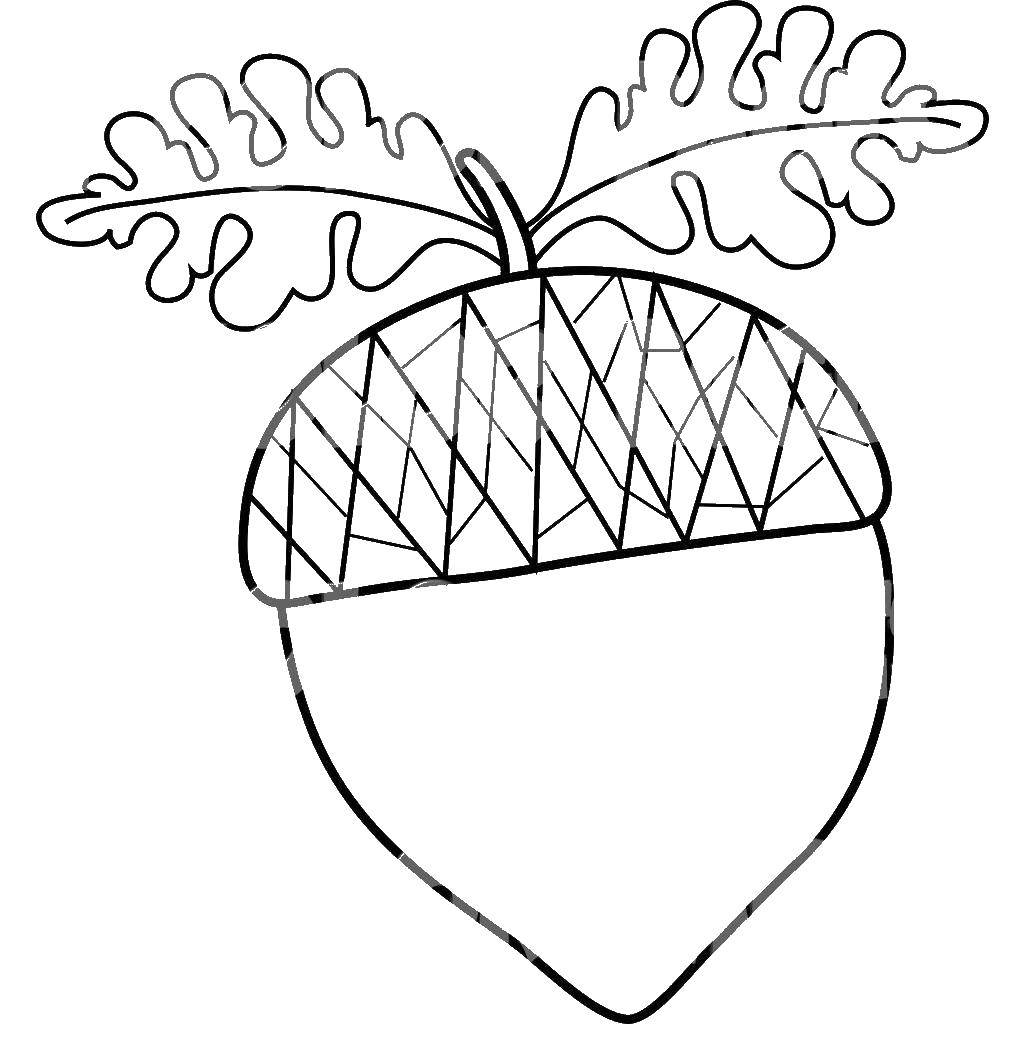 Coloring Acorn. Category The contours proteins to cut. Tags:  squirrel, acorn circuit.