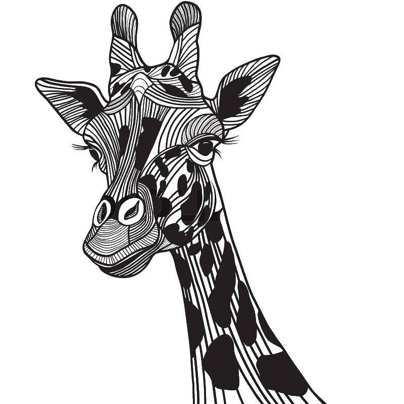 Coloring Giraffe. Category giraffe. Tags:  animals, giraffe.