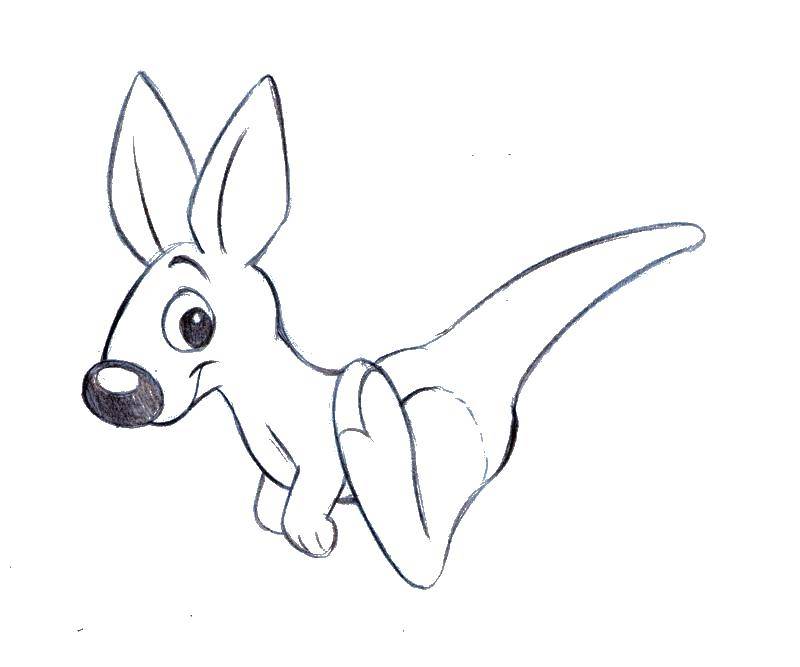 Coloring Kangaroo. Category Animals. Tags:  animals, kangaroo.