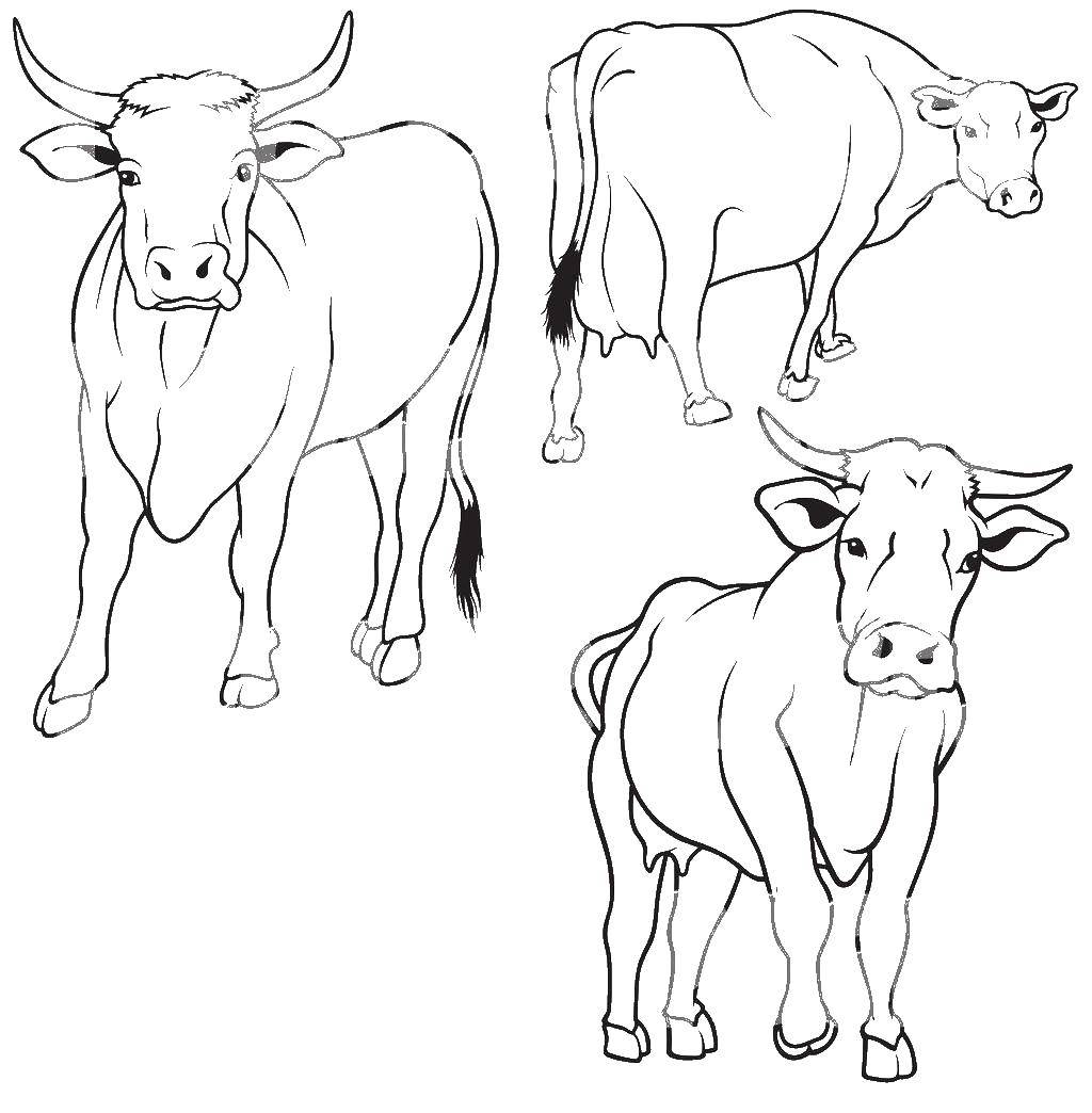 Название: Раскраска Коровы. Категория: Животные. Теги: Корова, животные.