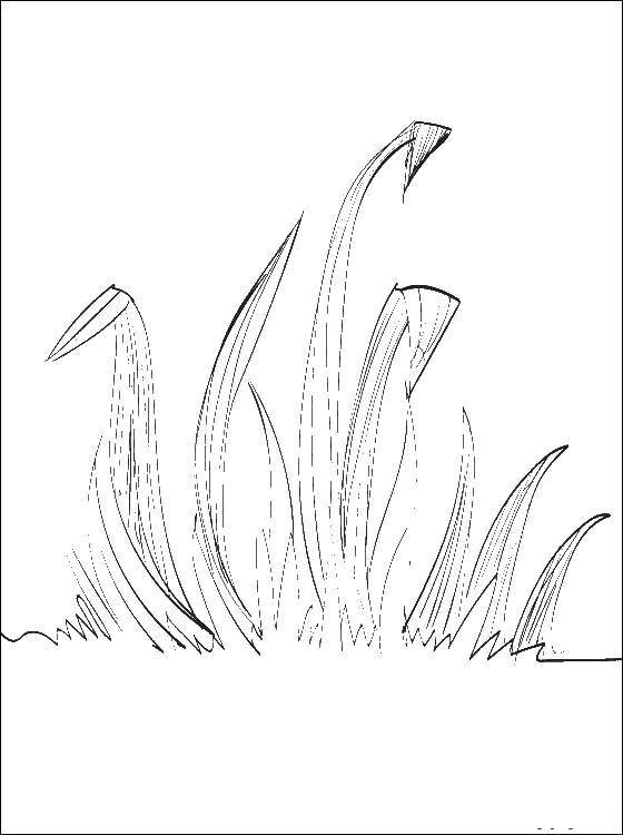 Название: Раскраска Травка. Категория: Контуры травы для вырезания. Теги: Трава.