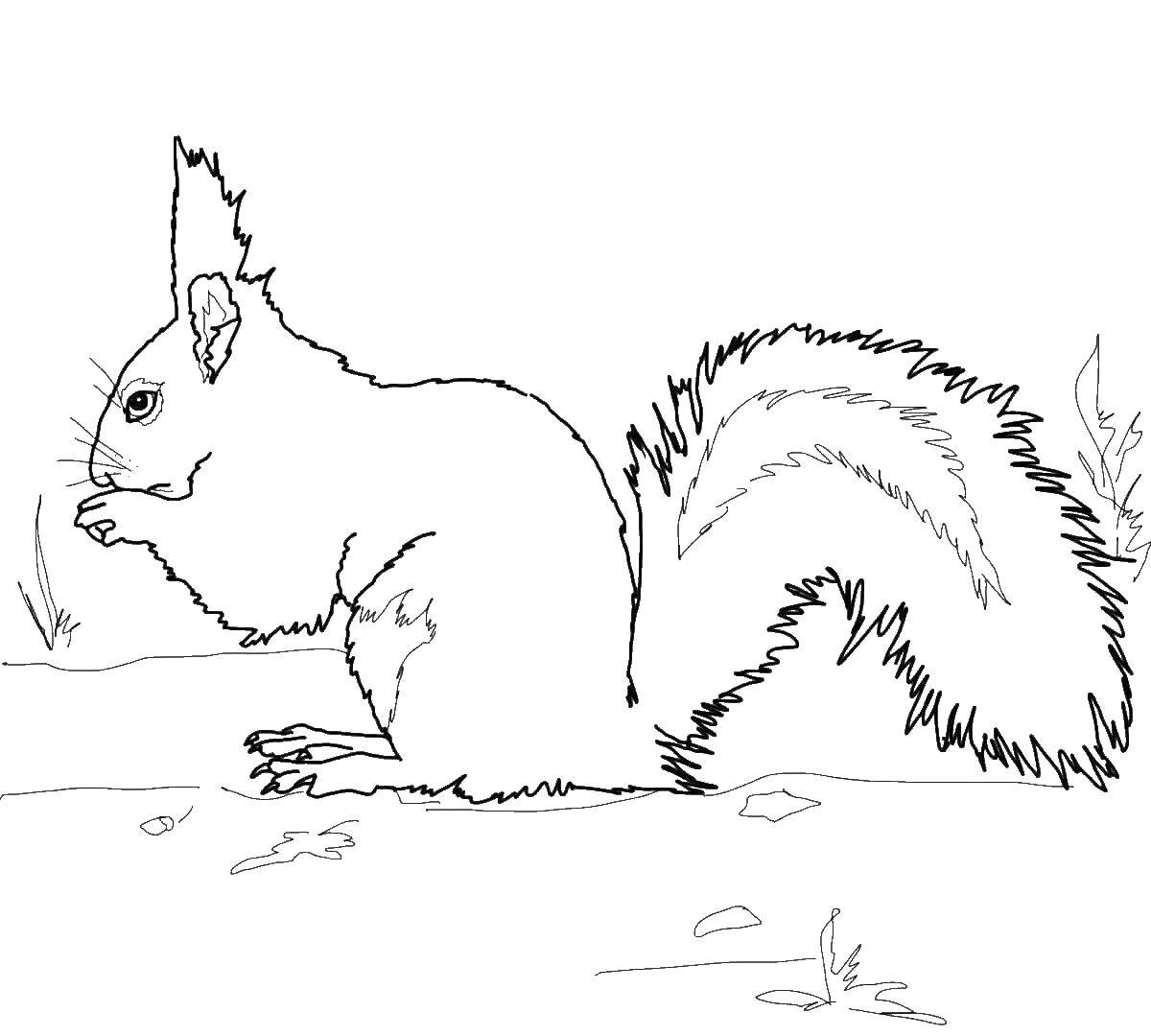 Coloring Squirrel. Category Animals. Tags:  animals, squirrel, acorn.