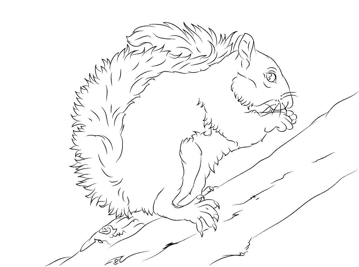 Coloring Squirrel. Category squirrel. Tags:  animals, squirrel, acorn.