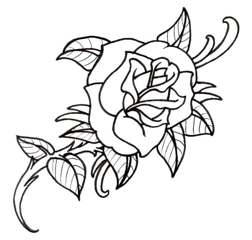 Coloring Beautiful rose. Category flowers. Tags:  Flowers, roses.