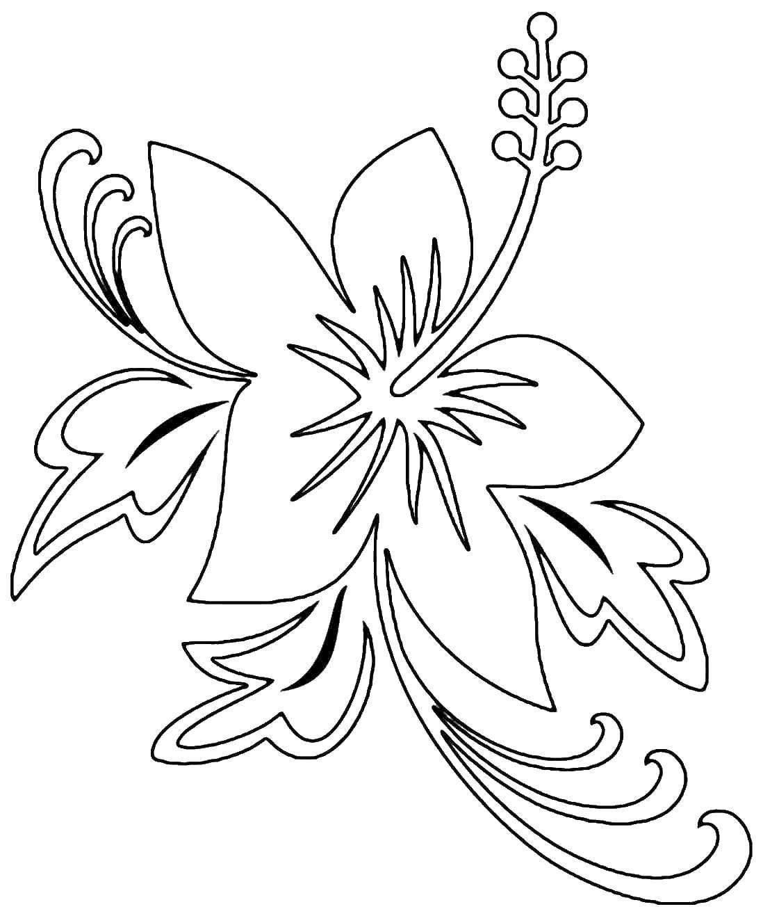 Coloring Lily. Category flowers. Tags:  flowers, plants, buds, petals, Lily.
