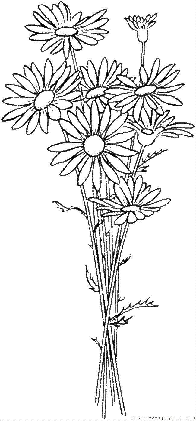 Coloring Chamomile. Category flowers. Tags:  flowers, daisies, plants.