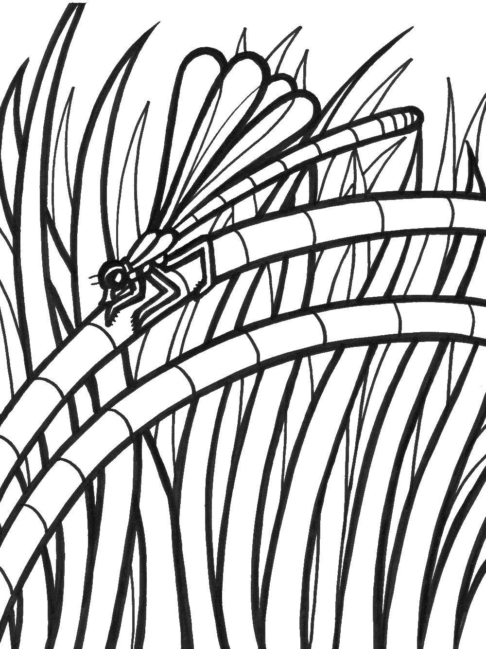 Название: Раскраска Стрекоза. Категория: Насекомые. Теги: насекомые, стрекоза.