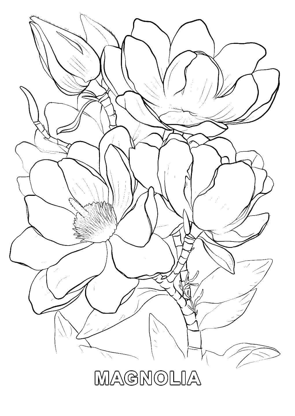 Coloring Magnolia. Category flowers. Tags:  flowers, Magnolia, plant.