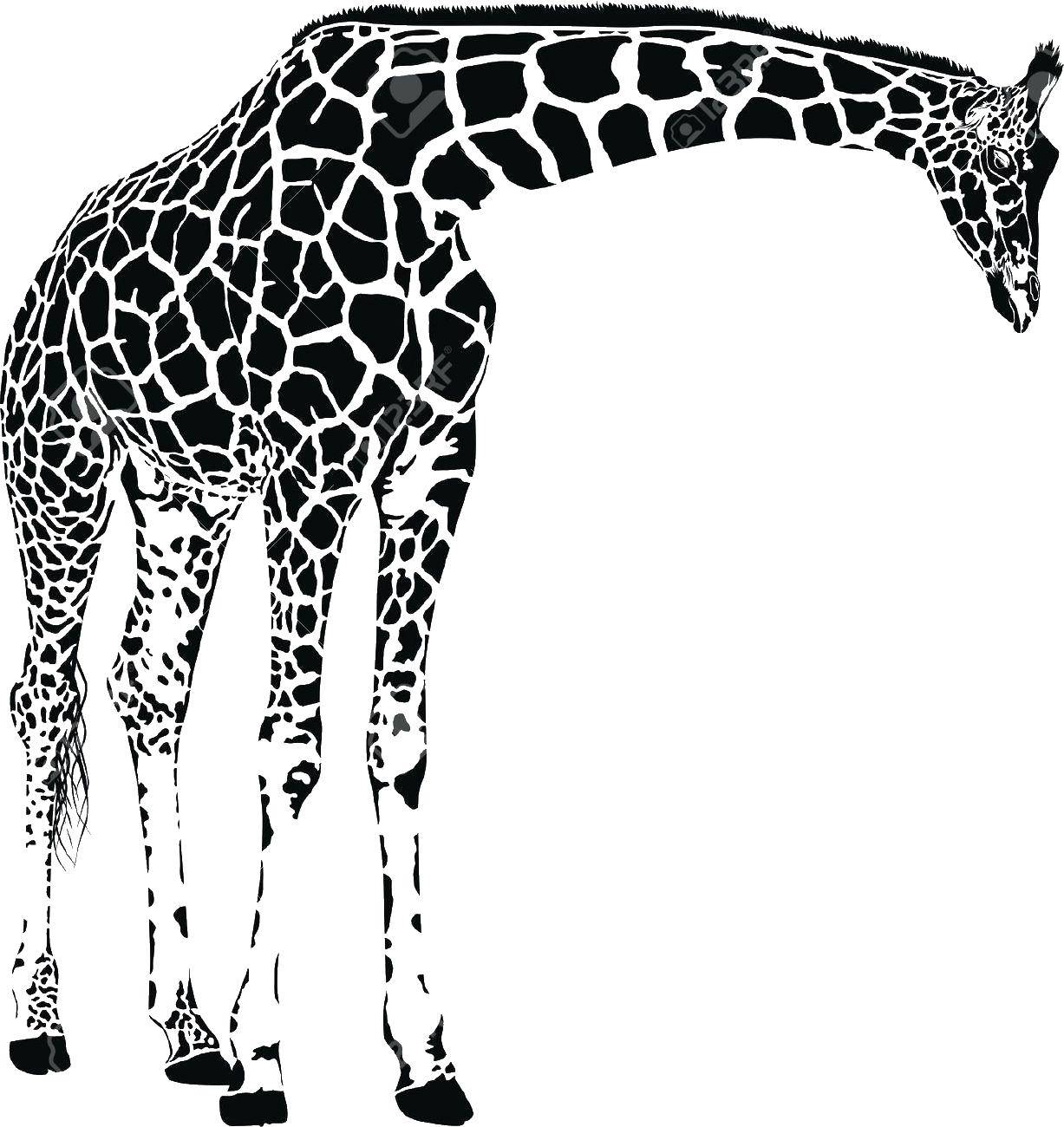 Coloring Giraffe. Category giraffe. Tags:  animals, giraffe.