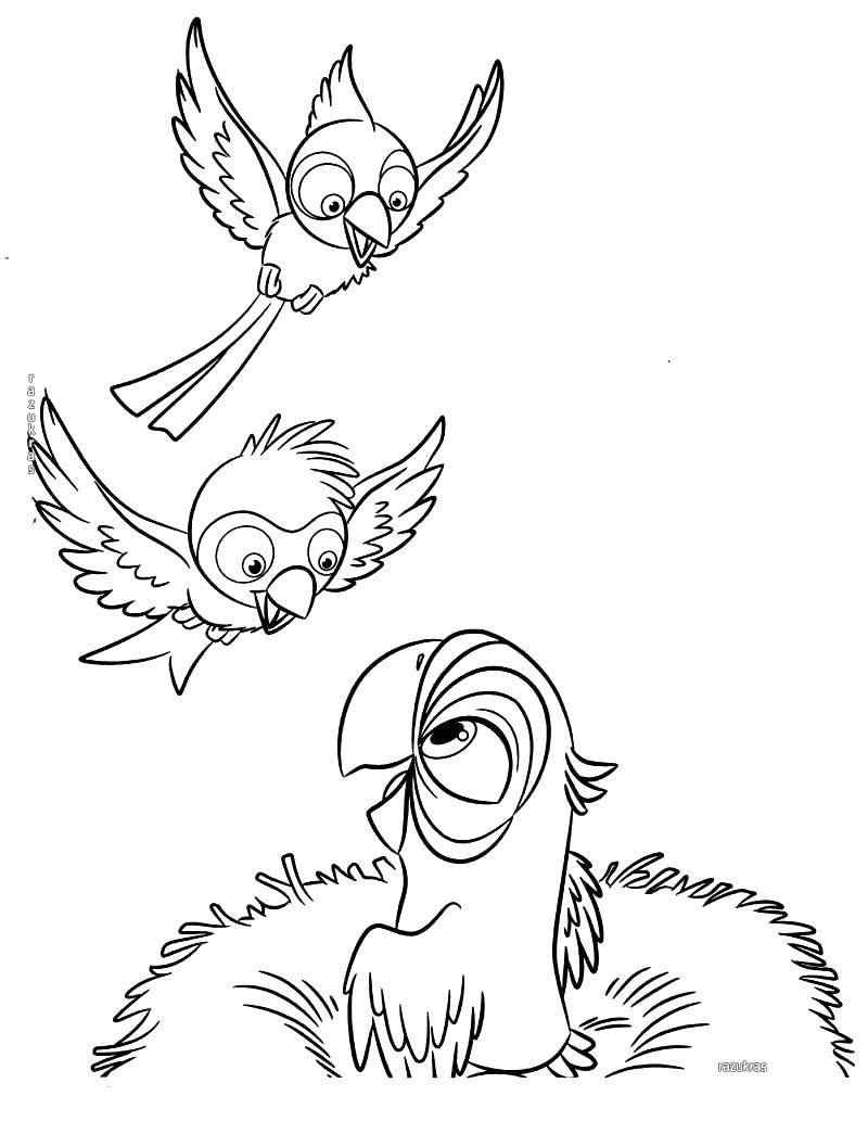 Розмальовки  Малюки папужки. Завантажити розмальовку Птахи, папуги.  Роздрукувати ,папуга,
