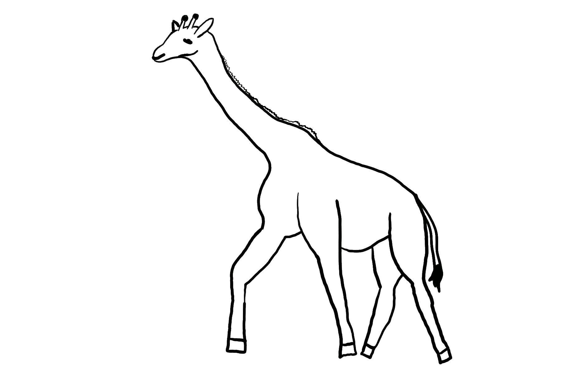 Розмальовки  Жирафик. Завантажити розмальовку Тварини, жираф.  Роздрукувати ,Контур жирафа для вирізання,