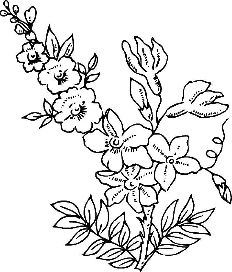 Coloring Plexus colors. Category flowers. Tags:  Flowers.