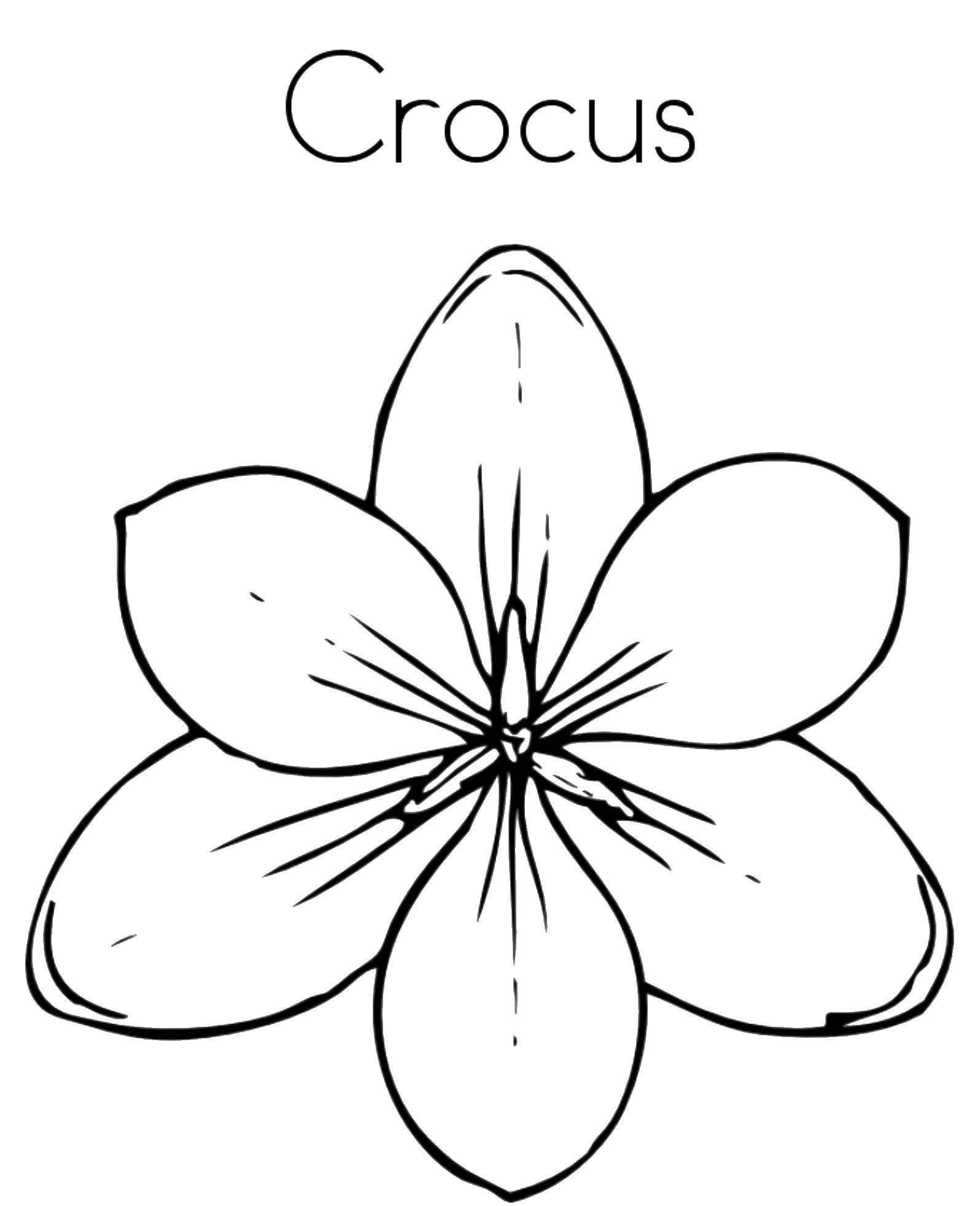 Coloring Flowers. Category English. Tags:  English.