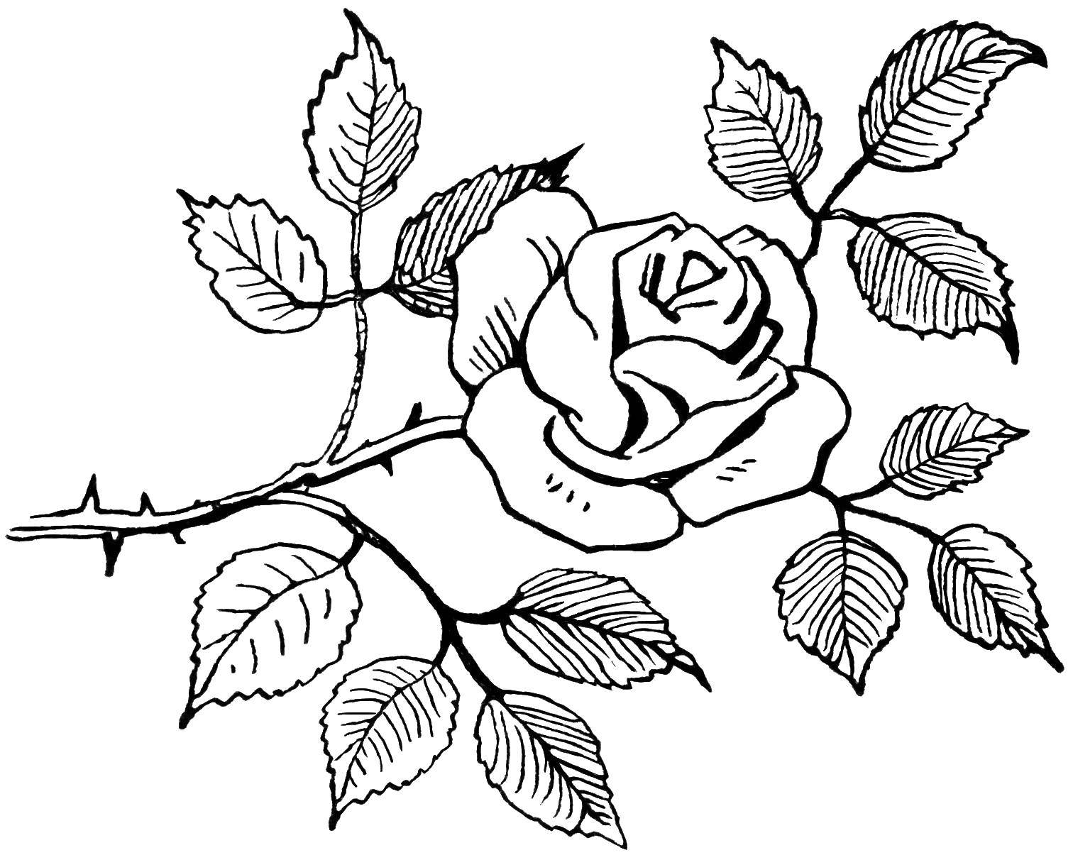 Coloring Rosebud. Category flowers. Tags:  Flowers, roses.