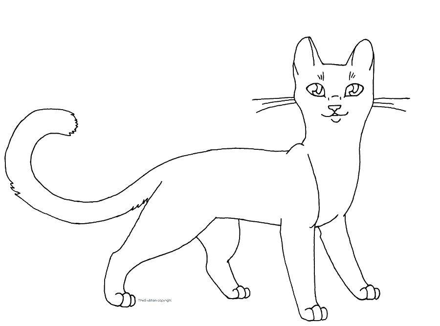 Coloring Kitty. Category Animals. Tags:  Animals, kitten.