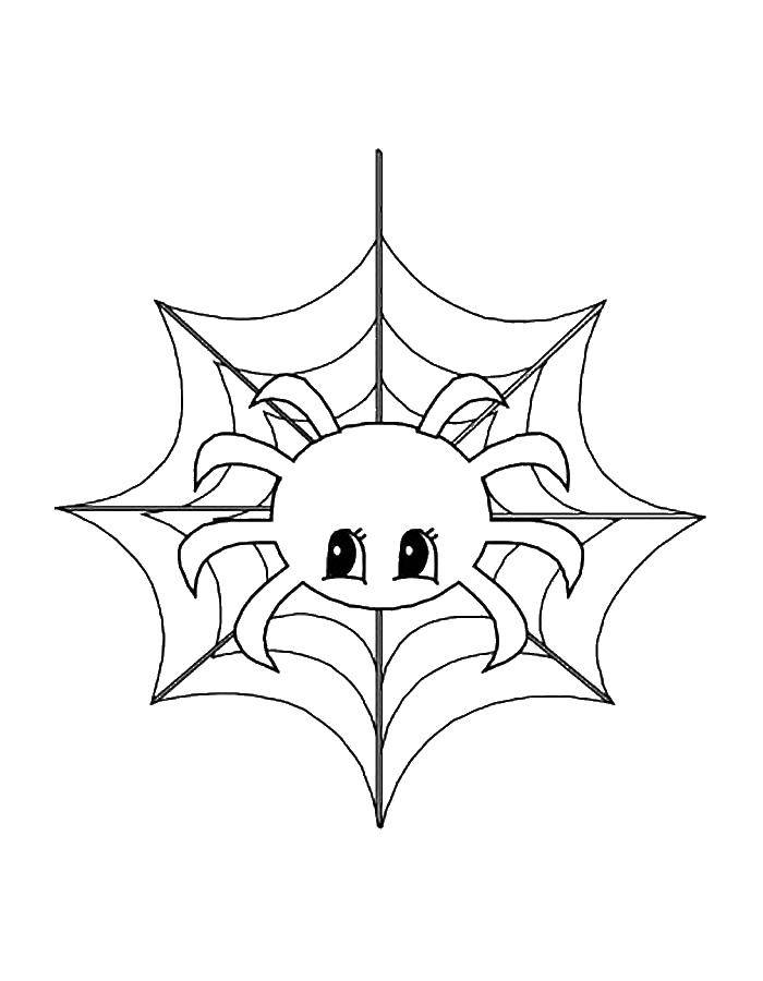 Название: Раскраска Паучок на паутине. Категория: пауки. Теги: Насекомые, паук.