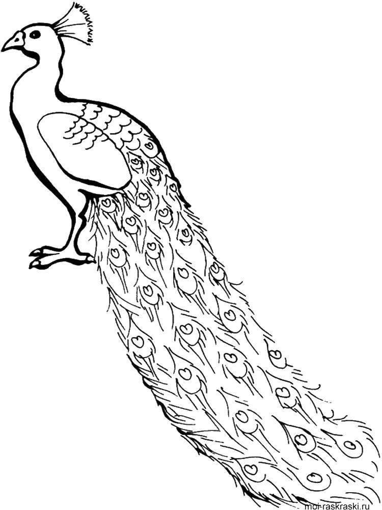 Название: Раскраска Павлин с огромным хвостом. Категория: павлин. Теги: Птицы, павлин.