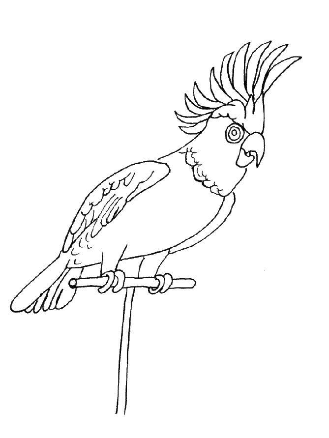 Coloring A parrot with a tuft. Category parakeet. Tags:  Birds, parrot.