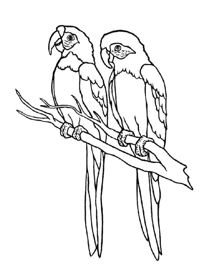 Название: Раскраска Попугайчики на ветке. Категория: попугай. Теги: Птицы, попугай.