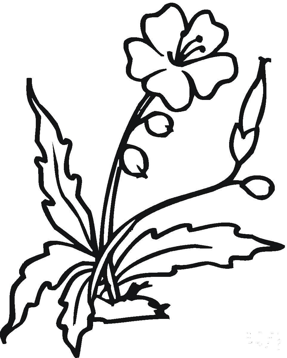 Растения трафарет для рисования