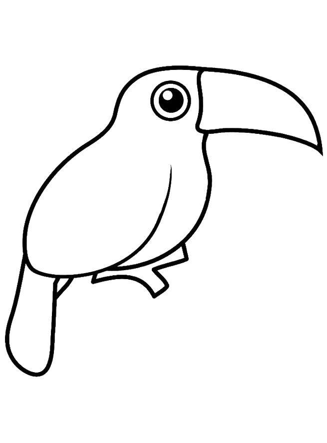Название: Раскраска Тукан. Категория: птицы. Теги: Птицы, тукан.