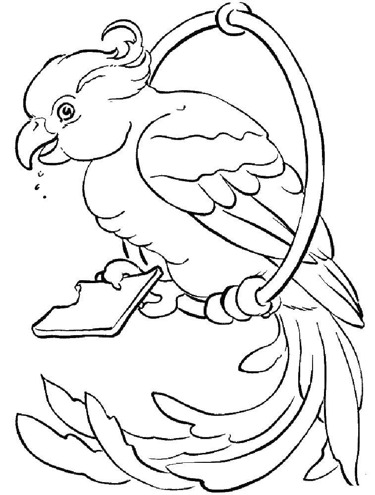 Розмальовки  Папуга з печивом. Завантажити розмальовку Птахи, папуги.  Роздрукувати ,папуга,
