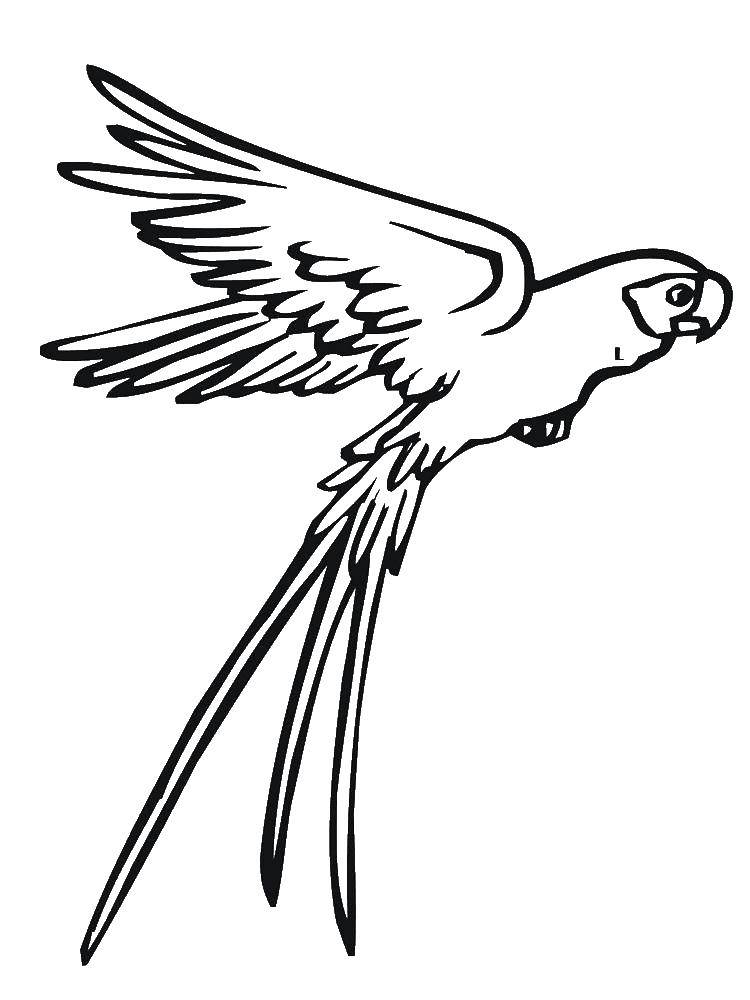 Название: Раскраска Летящий попугай. Категория: попугай. Теги: Птицы, попугай.