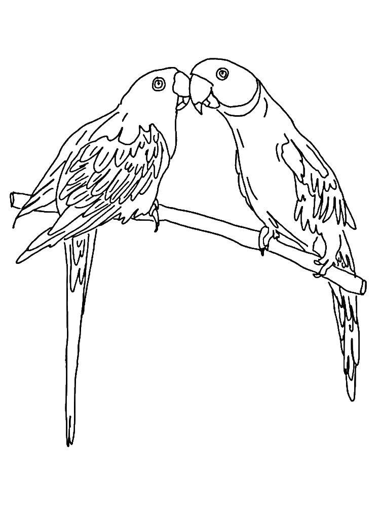 Название: Раскраска Парочка попугайчиков. Категория: попугай. Теги: Птицы, попугай.