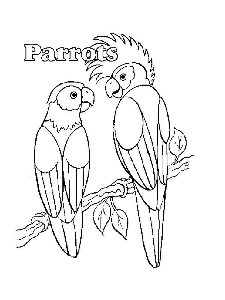 Coloring Parrots. Category parakeet. Tags:  Birds, parrot.