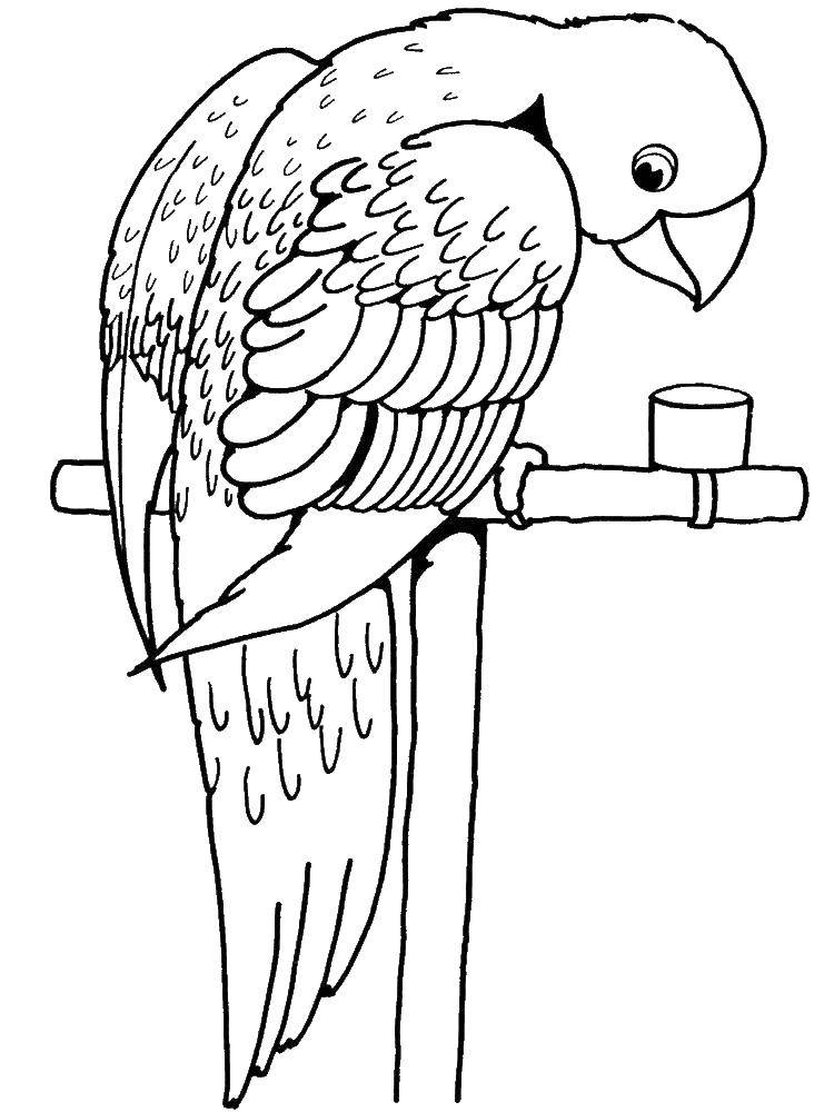 Coloring Parrot on a perch. Category parakeet. Tags:  Birds, parrot.