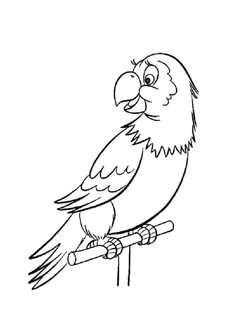 Название: Раскраска Попугай на жёрдочке. Категория: попугай. Теги: Птицы, попугай.