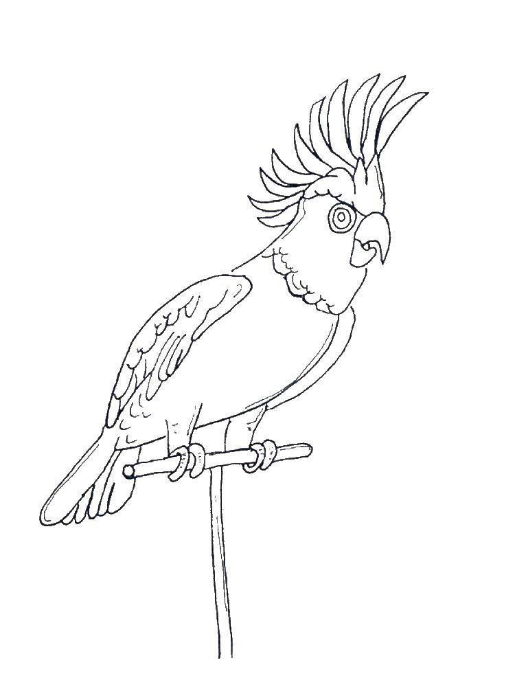 Название: Раскраска Попугайчик с хохолком. Категория: попугай. Теги: Птицы, попугай.