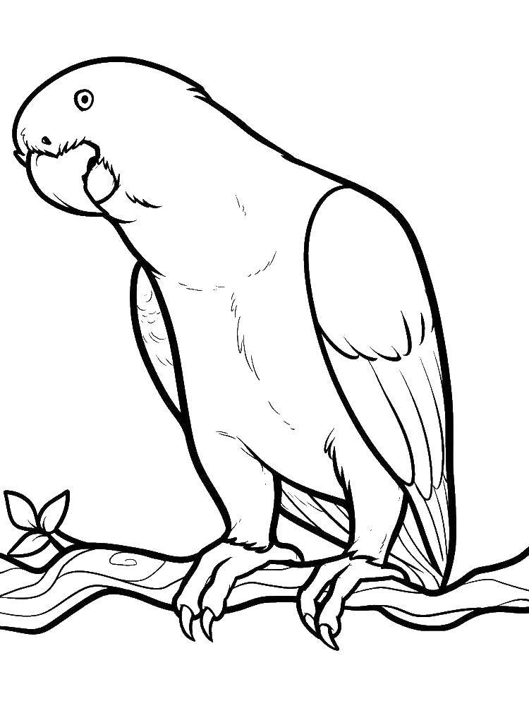 Coloring Parrot. Category parakeet. Tags:  Birds, parrot.
