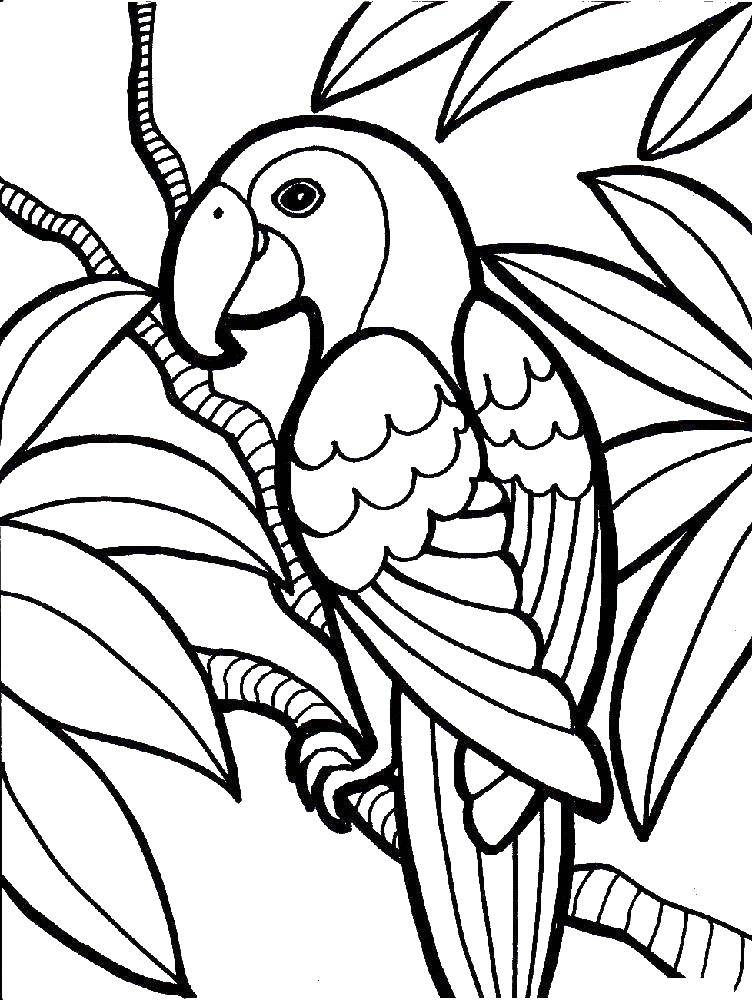 Coloring Parrot. Category parakeet. Tags:  Birds, parrot.