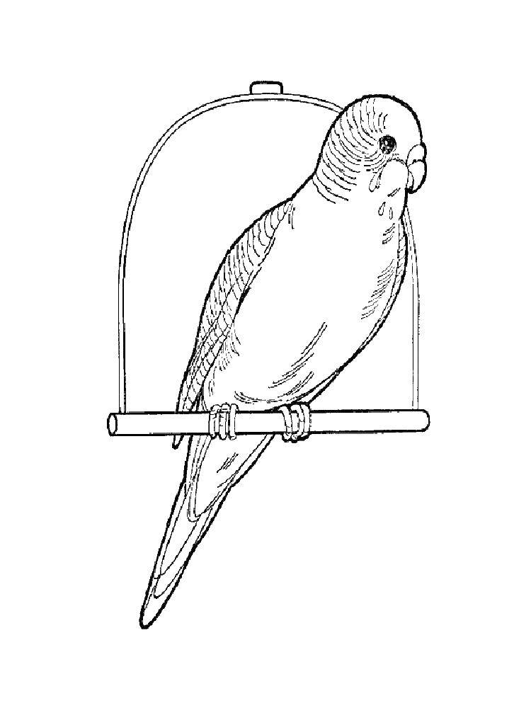 Coloring Budgie. Category parakeet. Tags:  Birds, parrot.