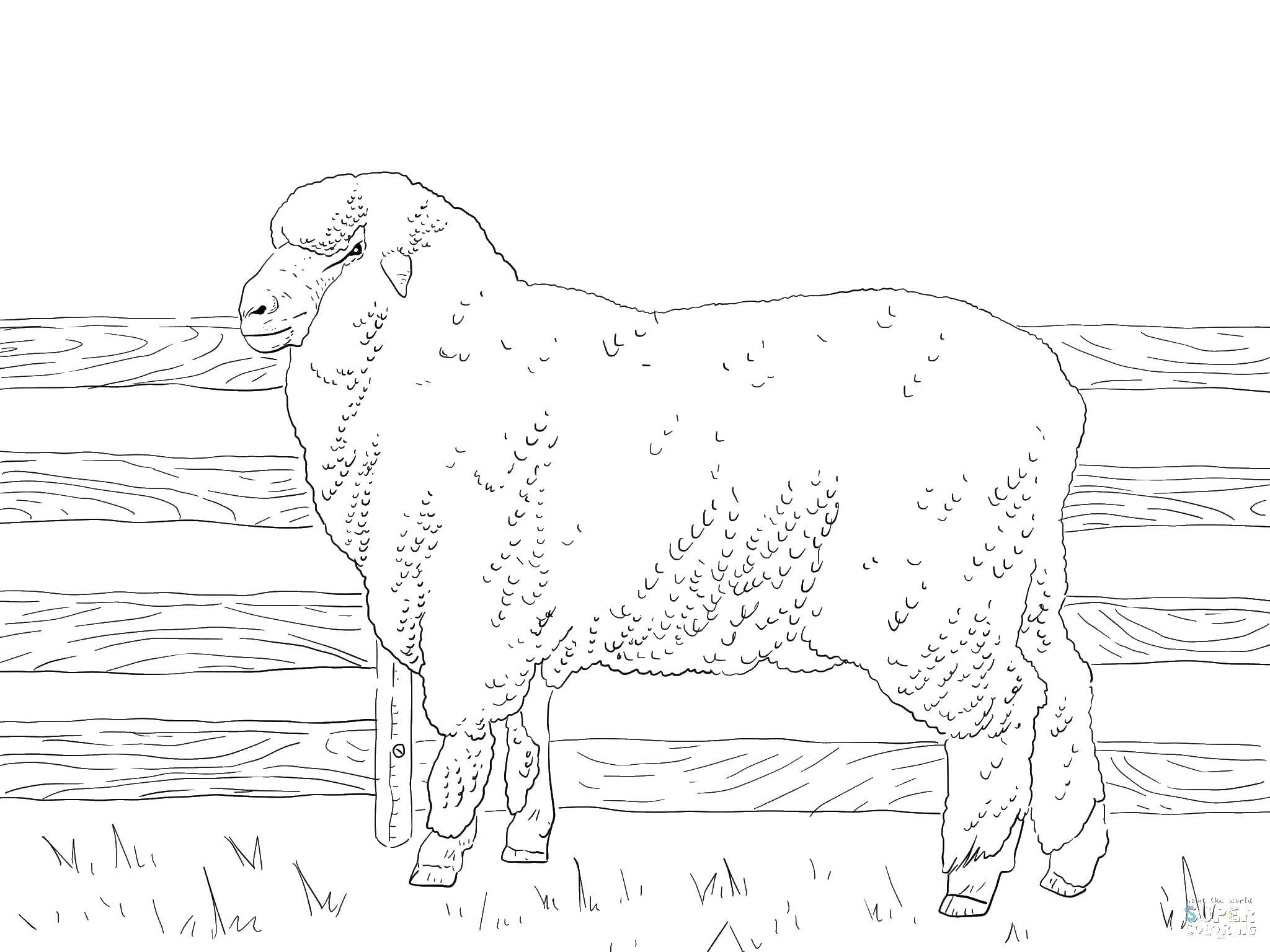 Овца раскраска