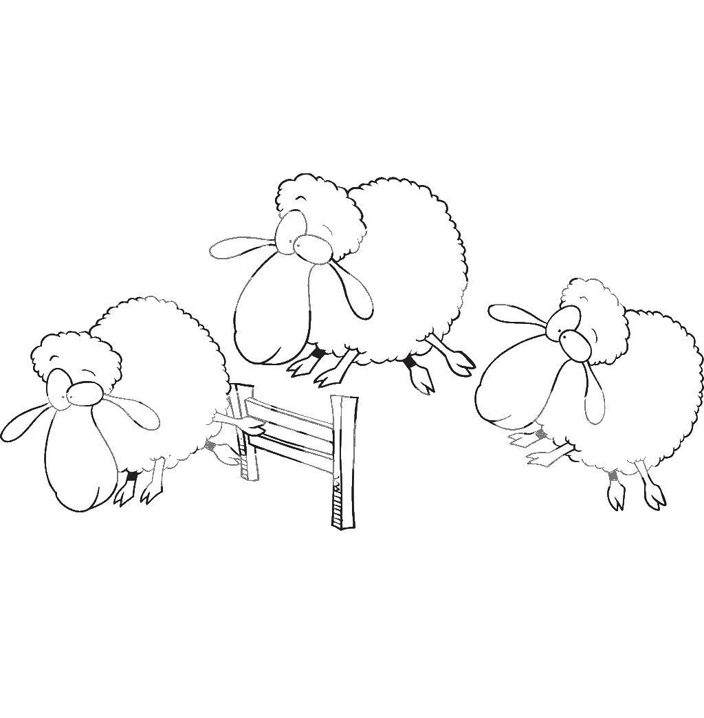 Coloring Sheep. Category Pets allowed. Tags:  Animals, sheep.