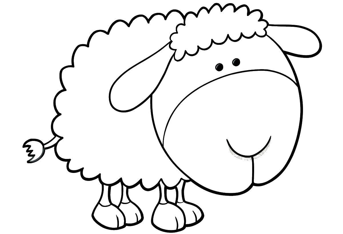 Название: Раскраска Милая овечка. Категория: Животные. Теги: животные, овечка.