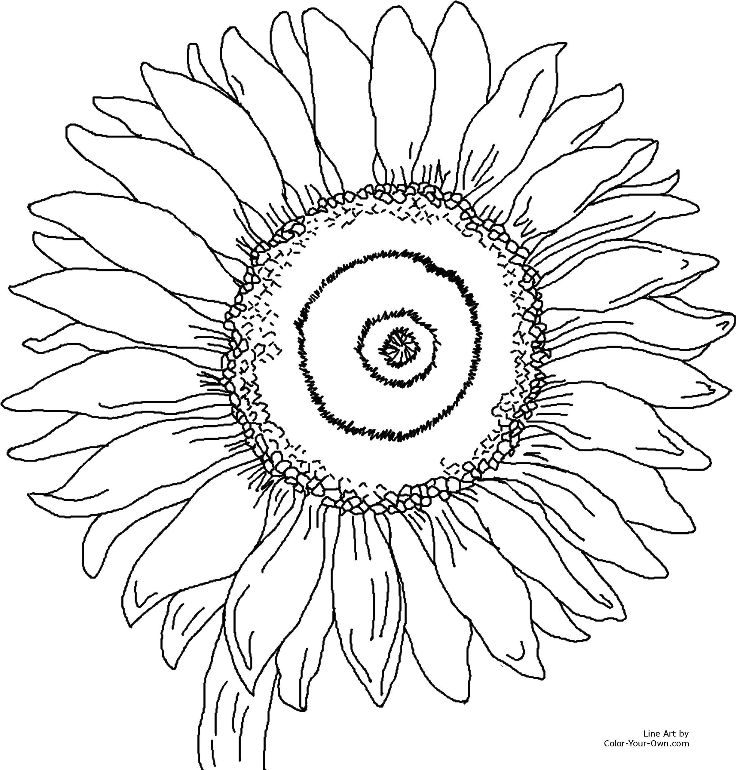 Coloring Flower. Category flowers. Tags:  Flowers.