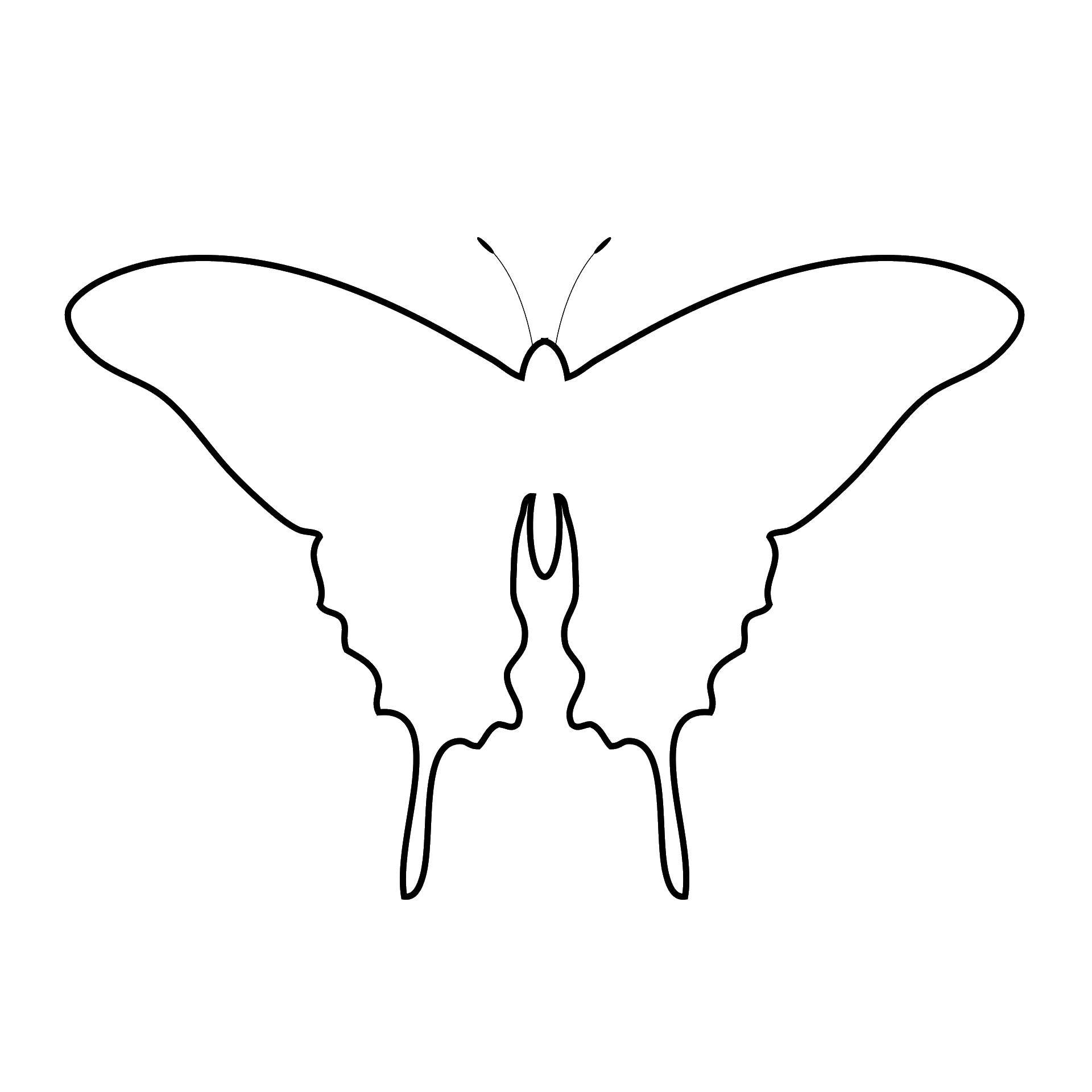 Название: Раскраска Бабочка. Категория: Насекомые. Теги: насекомые, бабочка, крылья.