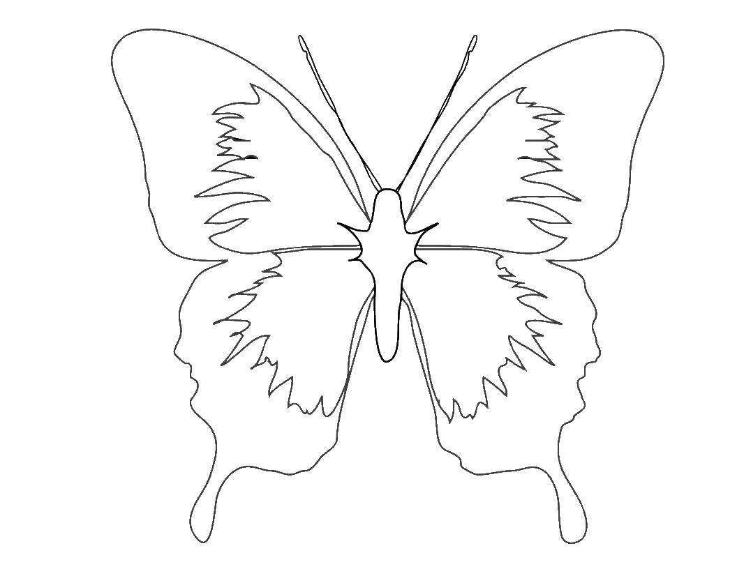 Название: Раскраска Красивая бабочка. Категория: бабочки. Теги: насекомые, бабочка, крылья.