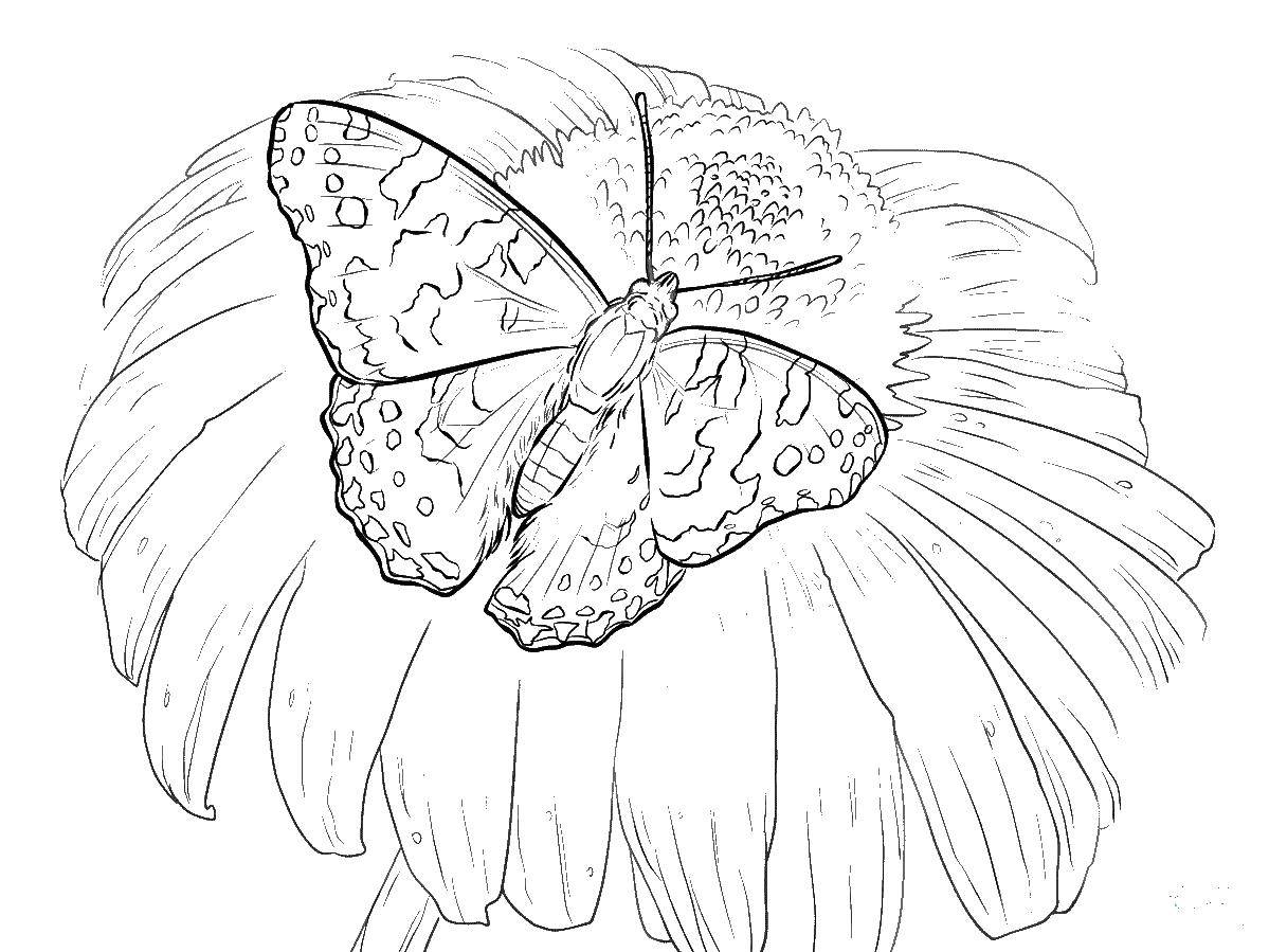 Название: Раскраска Бабочка на цветочке. Категория: бабочки. Теги: Бабочка, цветы.