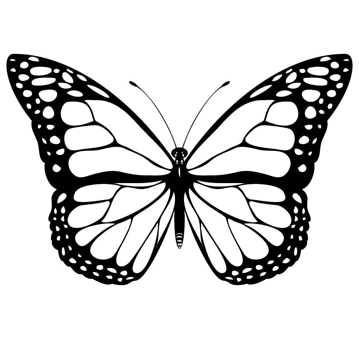 Название: Раскраска Бабочка с красивыми крылышками. Категория: бабочка. Теги: Бабочка.