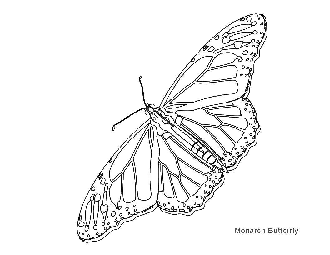 Coloring Butterfly with beautiful wings. Category butterflies. Tags:  Butterfly.