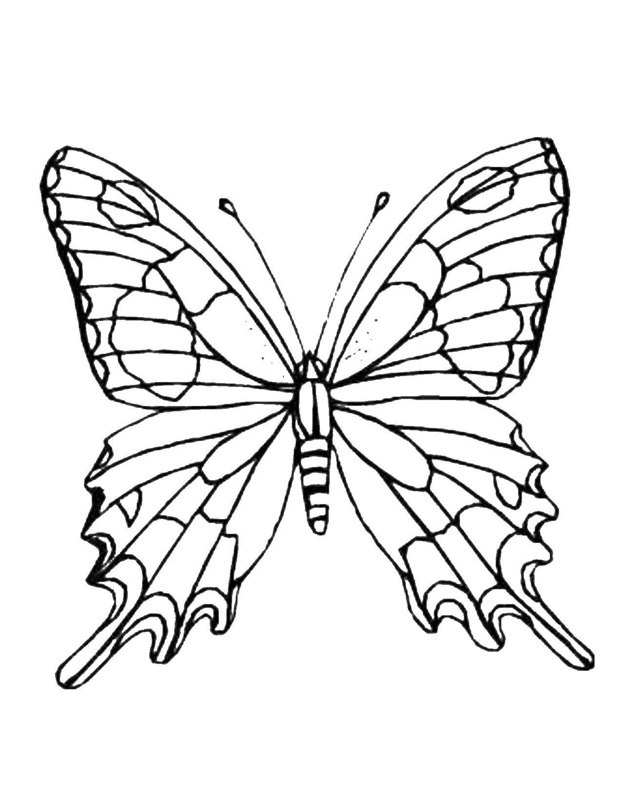 Название: Раскраска Бабочка. Категория: бабочки. Теги: Бабочка.