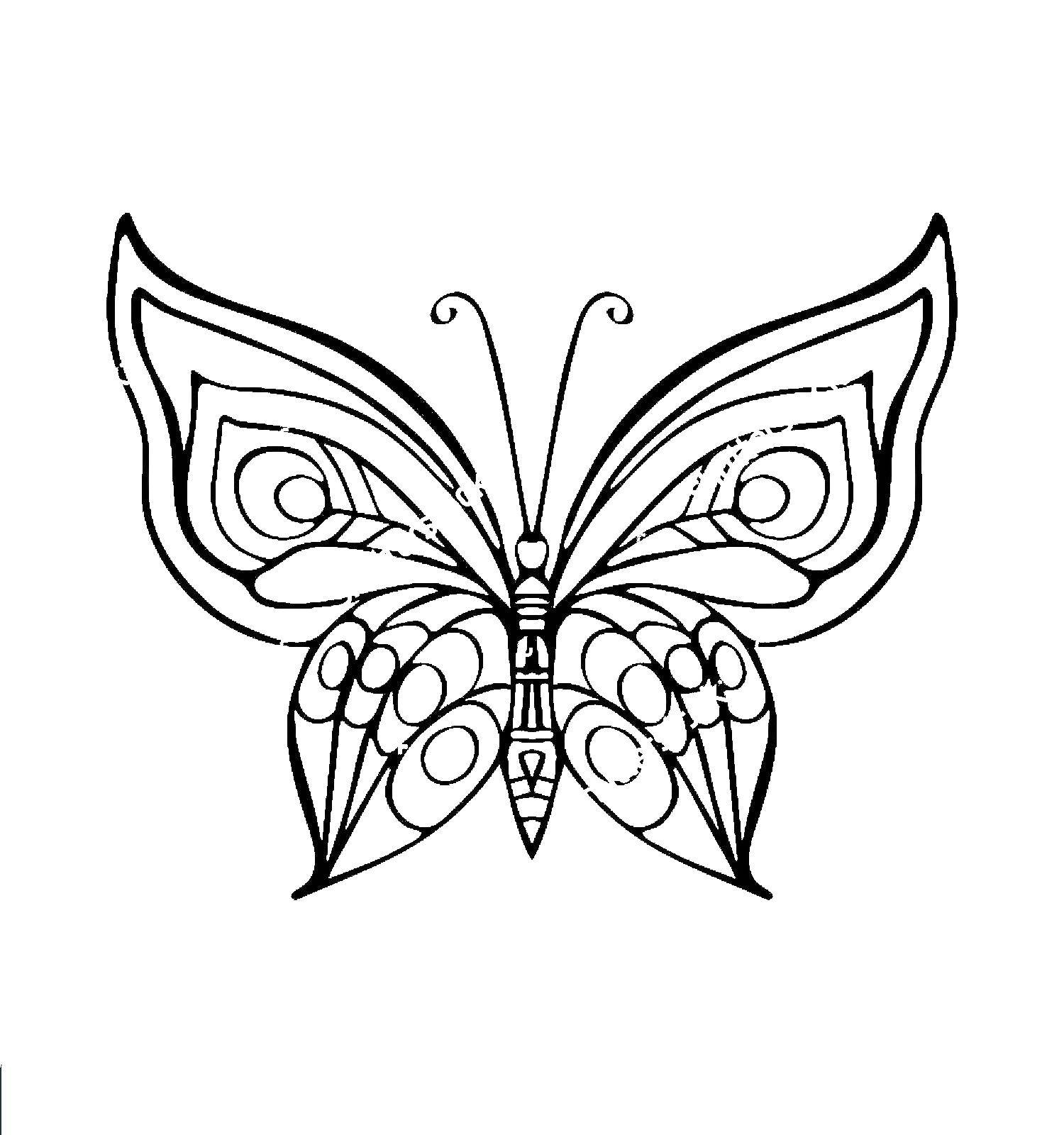 Название: Раскраска Бабочка. Категория: контуры бабочек для вырезания. Теги: Бабочка.