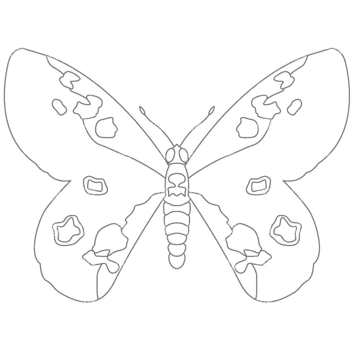Раскраска бабочка в круге для детей