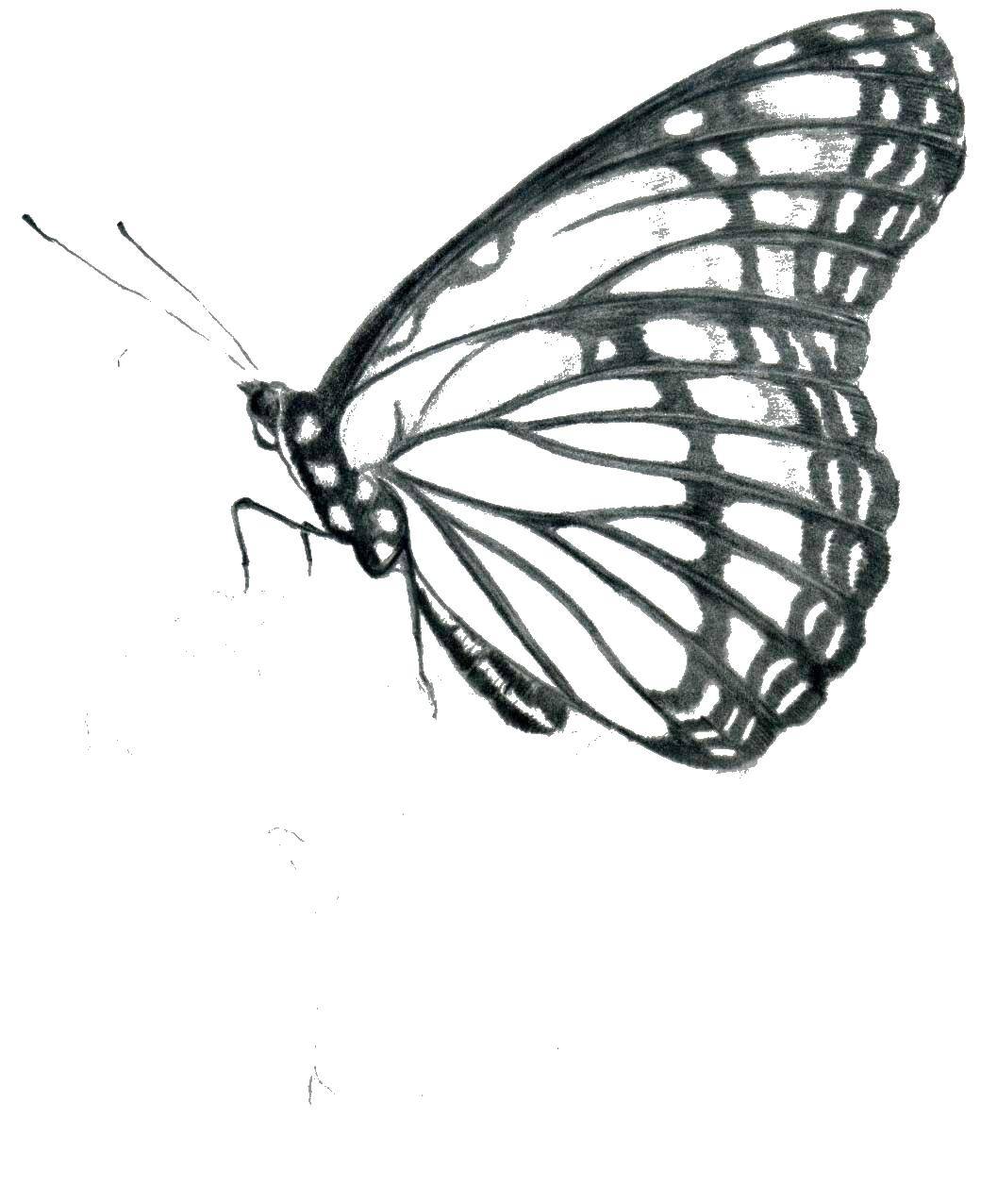 Coloring Butterfly. Category butterfly. Tags:  butterfly.