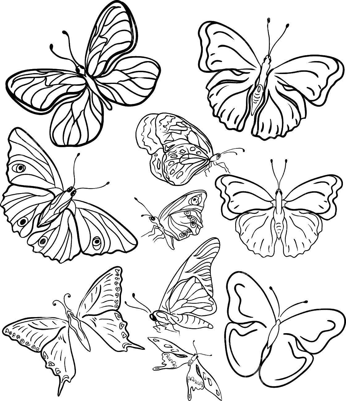 02. Разукрашки красивые бабочки